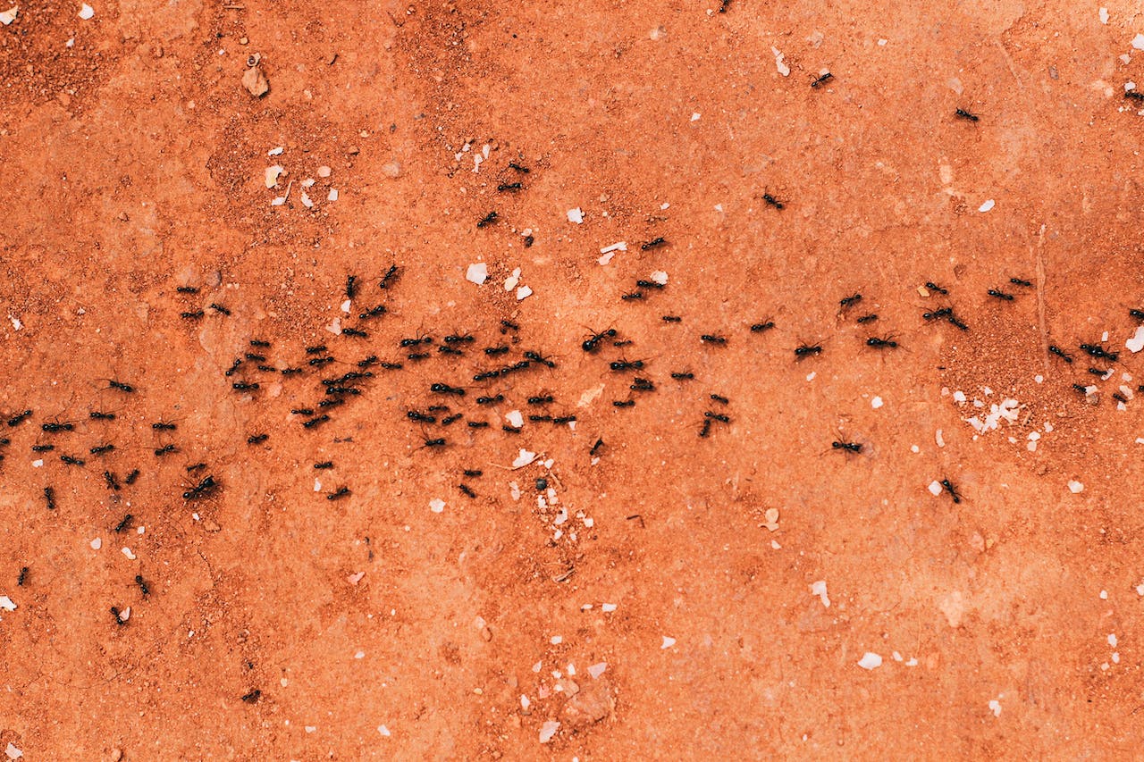 Repousser les fourmis : Des astuces pratiques pour un espace sans nuisibles